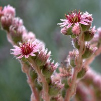 Joubarbe des toits (Sempervivum tectorum)