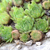 Joubarbe des toits (Sempervivum tectorum)