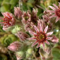 Joubarbe des toits (Sempervivum tectorum)