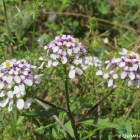 Ibéris amer, Jutigny (77), 06-07-2016