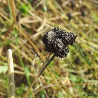 Luzerne polymorphe, Gironville-sur-Essonne (91), 23-07-2016