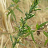 Thymelaea passerina, Moque-Bouteile, Bois-Herpin (91), 27-07-2016