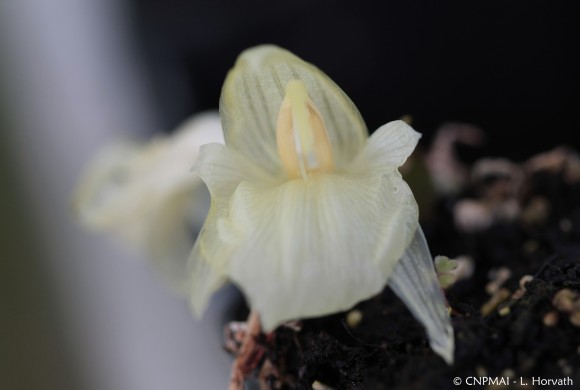 Floraison du mois : le Gingembre japonais