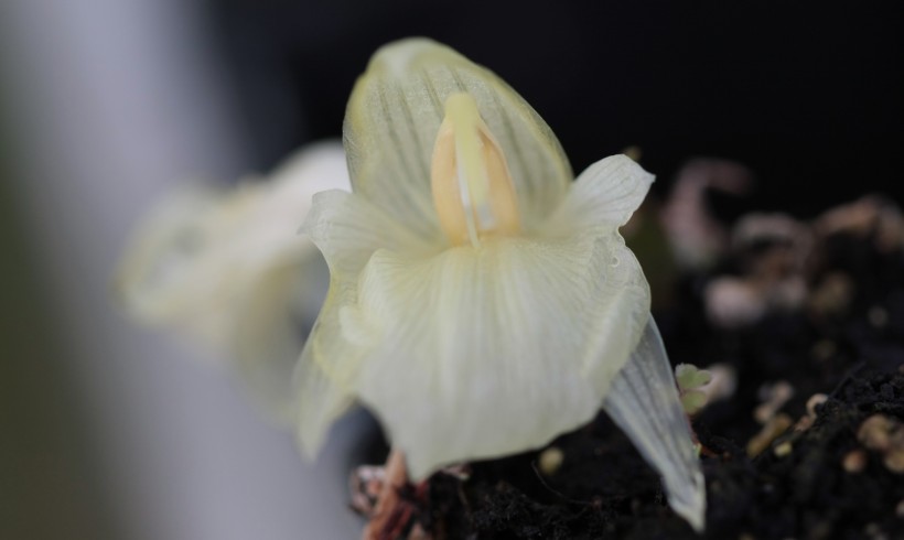 Floraison du mois : le Gingembre japonais