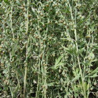 Grande absinthe - Artemisia absinthium