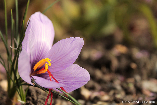 Safran (Crocus sativus)