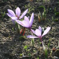 Safran (Crocus sativus)