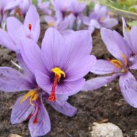 Safran (Crocus sativus)