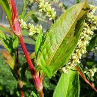 Renouée des teinturiers (Persicaria tinctoria, syn. Polygonum tinctorium)