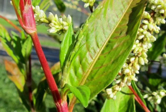 Floraison du mois : la Renouée des teinturiers