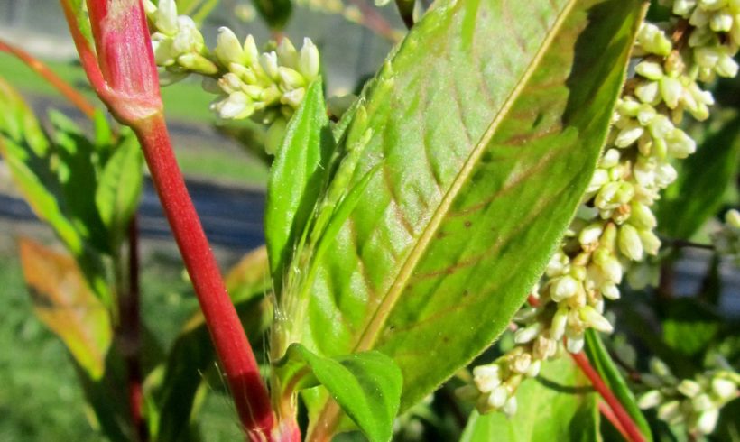 Floraison du mois : la Renouée des teinturiers