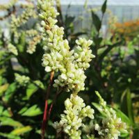 Renouée des teinturiers (Persicaria tinctoria, syn. Polygonum tinctorium)