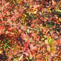 Berberis thunbergii