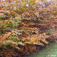 Carpinus betulus