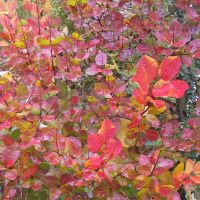 Cotinus coggygria