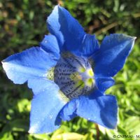 Gentiane acaule (Gentiana acaulis)