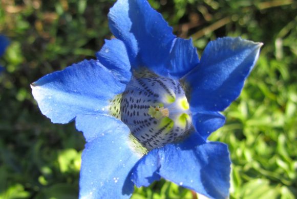 Floraison du mois : La Gentiane acaule