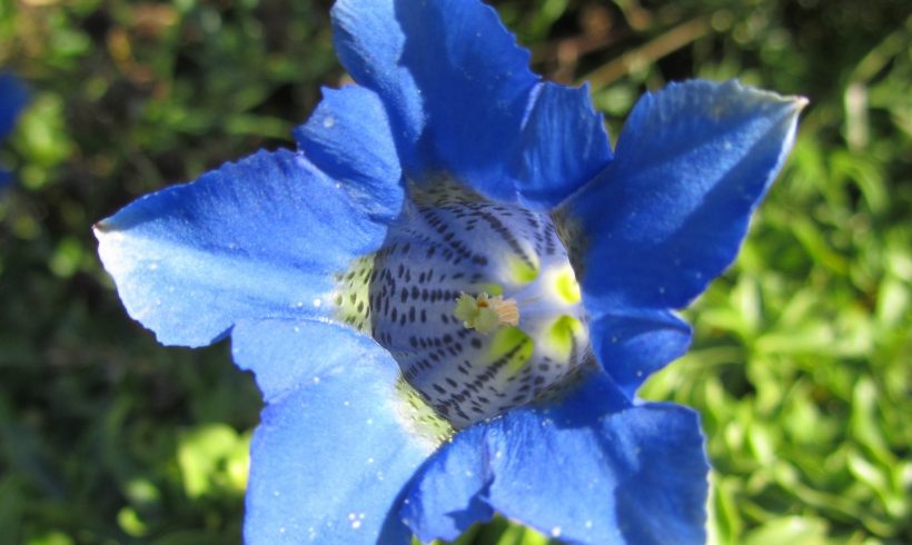 Floraison du mois : La Gentiane acaule