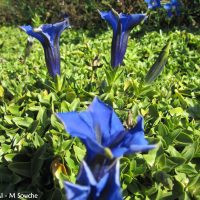 Gentiane acaule (gentiana acaulis)