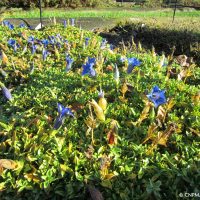 Gentiane acaule (gentiana acaulis)