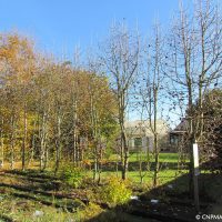 Haie d'Alisier de Fontainebleau (Sorbus latifolia)