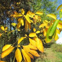 Sassafras albidum