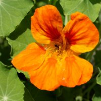 Tropaeolum majus (grande capucine)