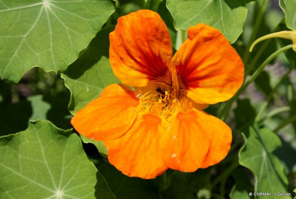 Floraison du mois : la grande capucine