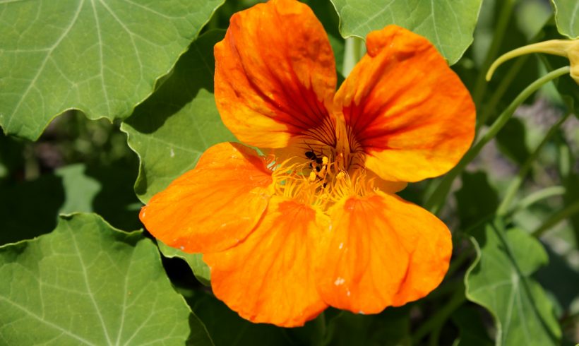 Floraison du mois : la grande capucine