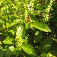 Ocimum basilicum cv guadeloupe