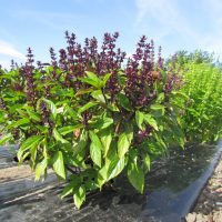 Ocimum basilicum cv floraison tardive