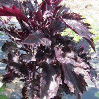 Ocimum basilicum cv purple ruffles