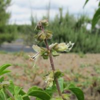 Ocimum forskolei cv socotra