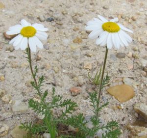 Anthemis nobilis - Camomille romaine