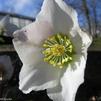 Helleborus niger