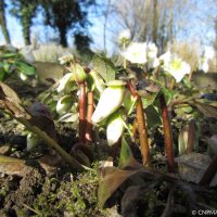 Helleborus niger