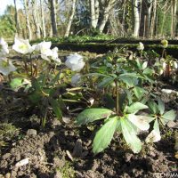 Helleborus niger