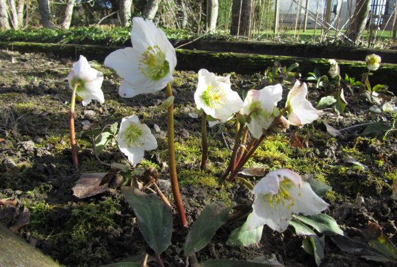 Floraison du mois : L’Hellébore noir