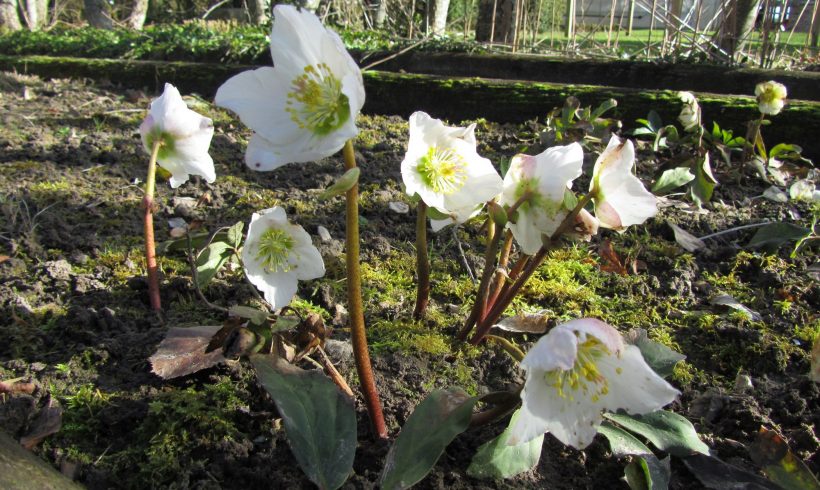 Floraison du mois : L’Hellébore noir