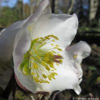 Helleborus niger