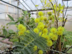 Acacia dealbata - 2016-02-11 - CNPMAI - M Souche (6)