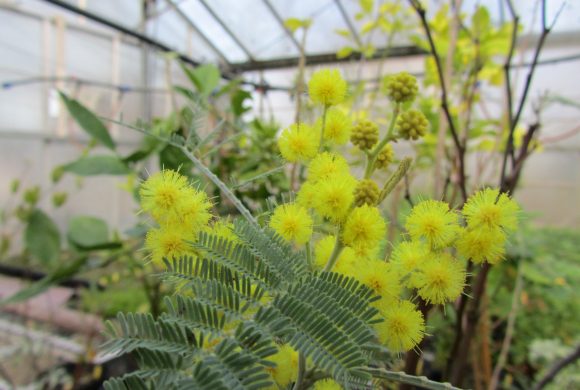 Floraison du mois : Le Mimosa d’hiver