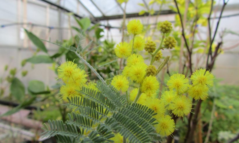 Floraison du mois : Le Mimosa d’hiver