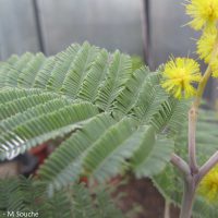 Acacia dealbata - 2017-03-02 - CNPMAI - M Souche (14)