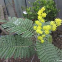 Acacia dealbata - 2017-03-02 - CNPMAI - M Souche (19)