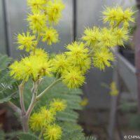 Acacia dealbata - 2017-03-02 - CNPMAI - M Souche (26)