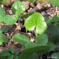 Asarum europaeum