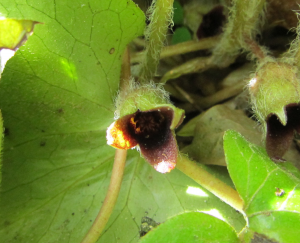 Asarum europaeum