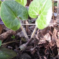 Asarum europaeum