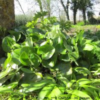 Asarum europaeum